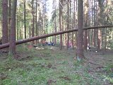 Maibaum_2016 (47).JPG